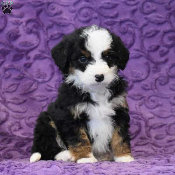 Dixie, Mini Bernedoodle Puppy